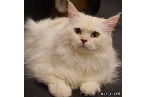 みりんちゃん1枚目
